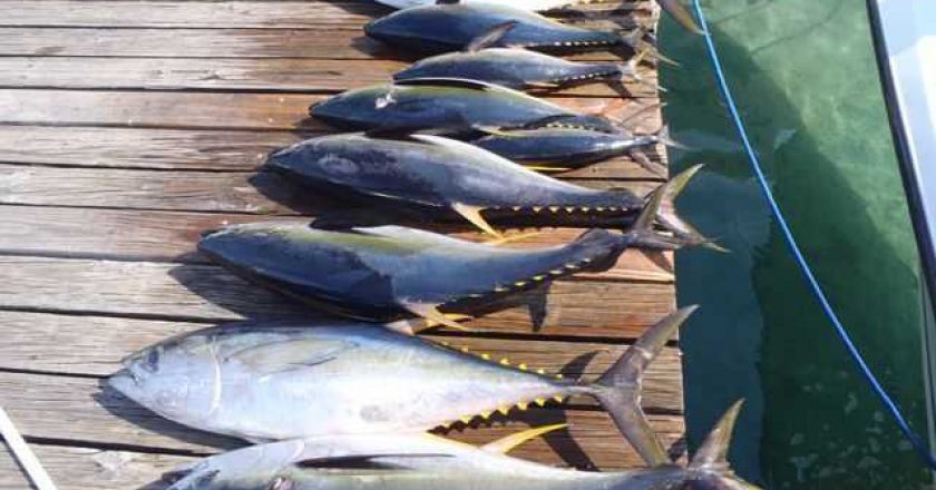 Yellowfin tuna on Nassau dock photo