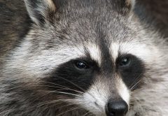 Raccoon photo