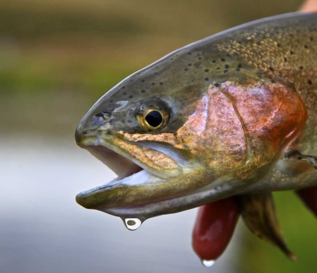 Brazos River Rainbow (photographer Rebekka Redd)