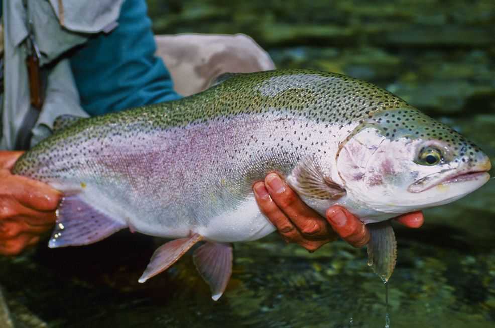 NEWZEALANDtroutfishing3