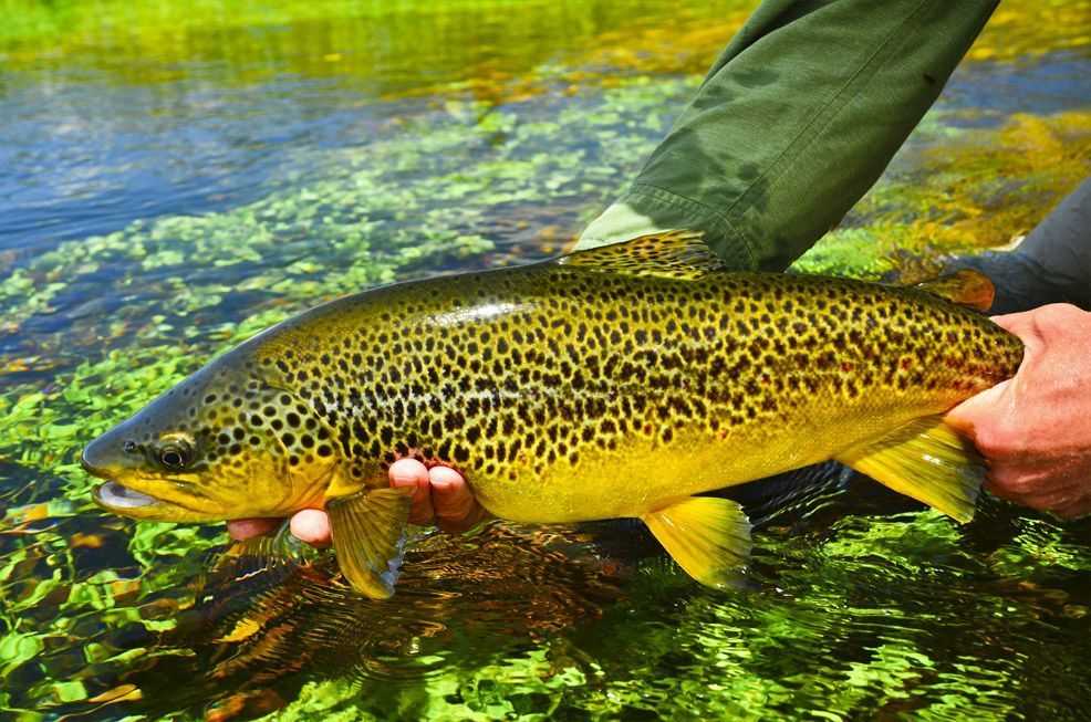 Trout fishing - Southern Lakes, NZ - The Fishing Website