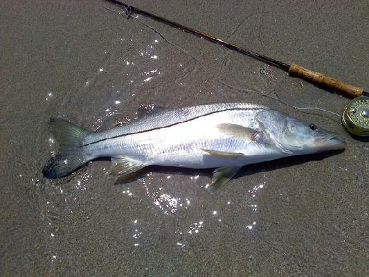 Snook Love This Lure! (The Best Lure For Beach Snook?) 