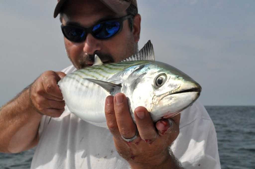 Joel Swan with a stunning bonito.