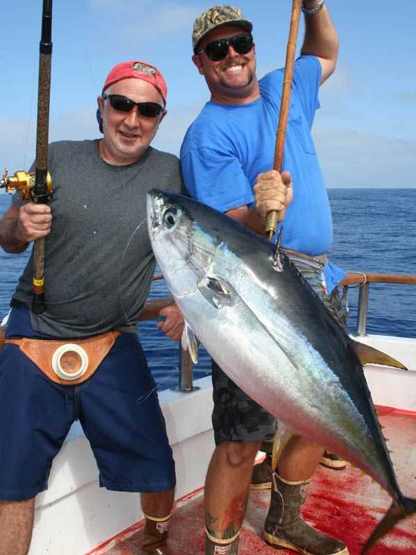 Searcher crewman Aaron Remy [R] does the gaffing honors for Darrell Chapman of Huntington Beach, CA on this beautiful 44 pound yellowfin tuna. 
