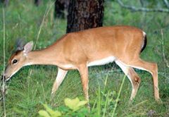 deer season