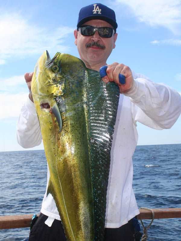 Al Hernandez of Lakewood, CA with a nice dorado caught during the 6-Penn excursion aboard the Searcher out of Fishermans Landing in San Diego.
