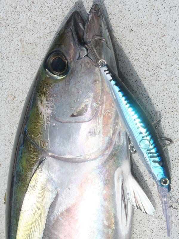 Among the best trolling lures for tuna aboard the Searcher were the new Rapala Clackin' Magnum in blue mackerel finish. 