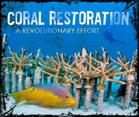 coral_restoration