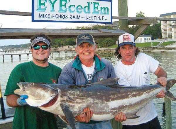 Dr. Mike Raim with Son Chris Raim and Dread Clampitt’s Fishin’ Musician Kyle Ogle hold the largest Cobia caught in some time. The team hauled in this massive fish just minutes before outside of Destin’s East Pass. Luckily my good friend Captain Curt Gwin of the Only Way blocked a lot of boat from getting too close as this 100 pound plus Cobia took long runs peeling off my line time and again. 