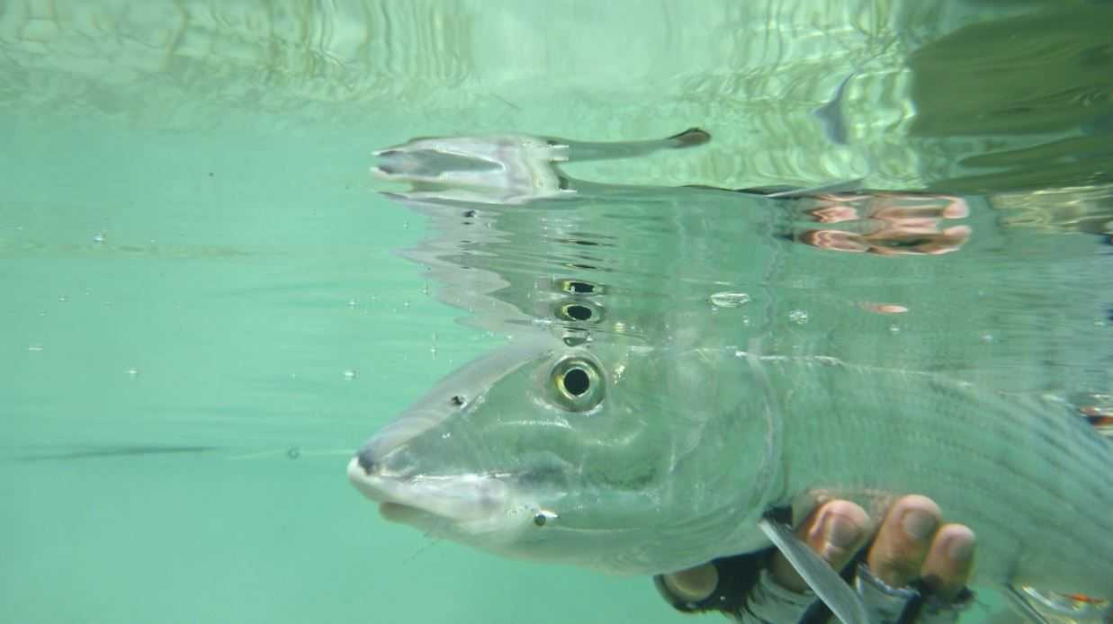 Andros Bahamas Fishing Report Forecast For May Andros Bahamas Fishing Report Forecast For May