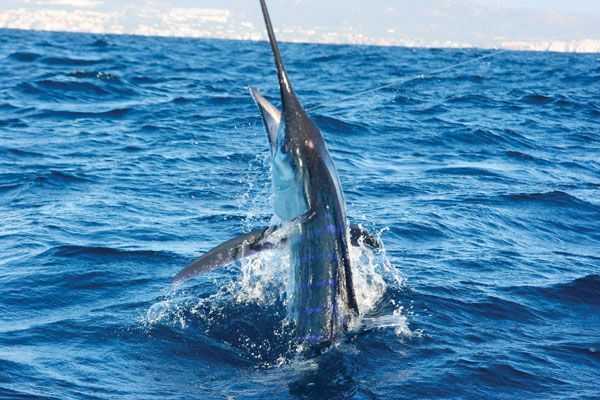 Baja-article-Marlin