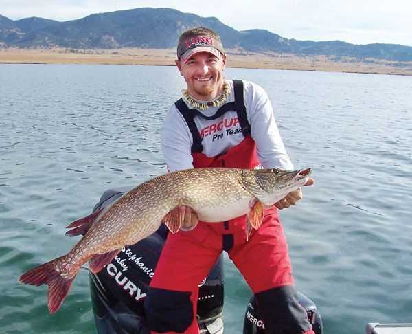 Colorado pike gain weight from eating stocked trout and therefore have larger girths than most places.