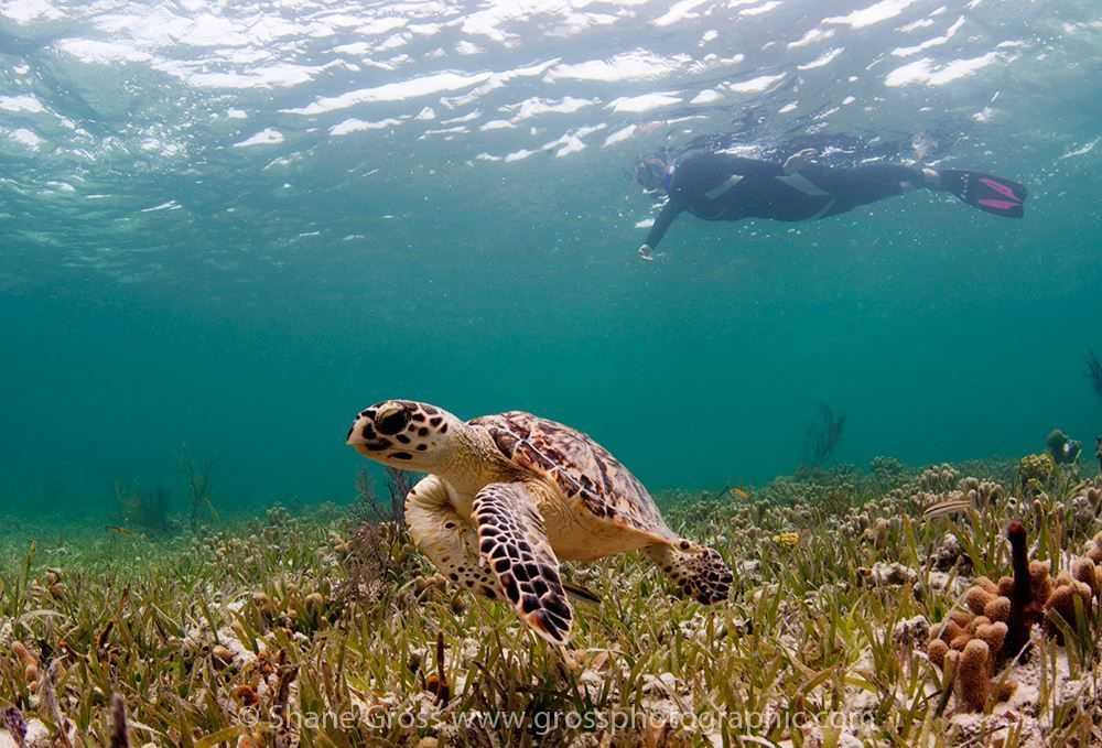 North Eleuthera Dive Forecast July 2013 Coastal Angler & The Angler