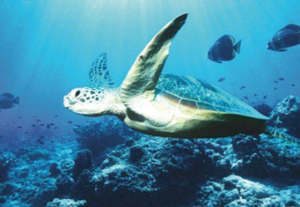 seaturtle