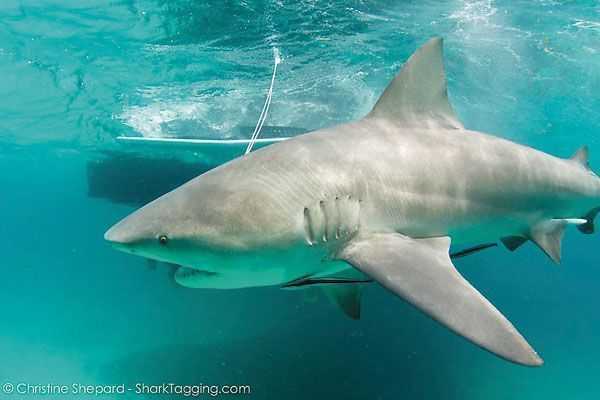 A bull shark is tagged and released by UMiami researchers last month. 