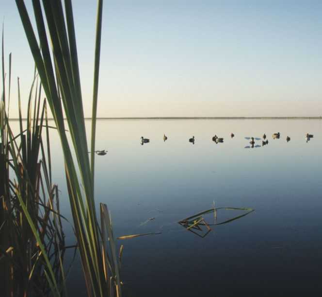 florida-duck-hunting