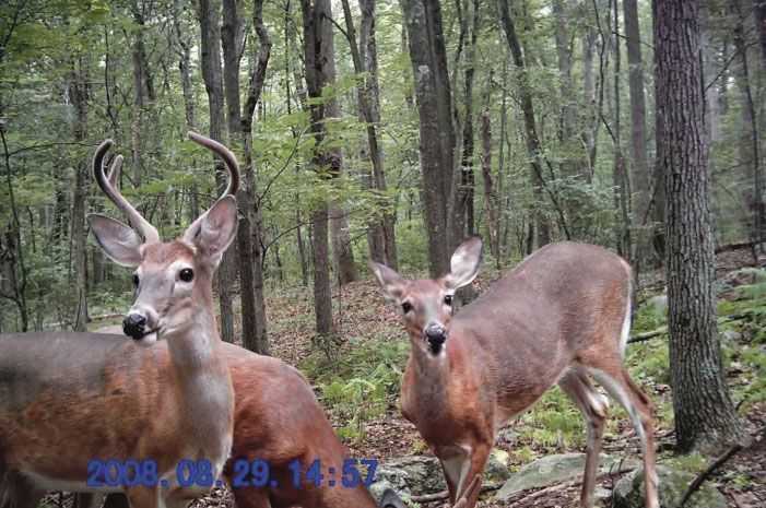 Trail cameras can be very useful in October, when the woods fill with hunters and mature bucks seek refuge. Limit the pressure you put on deer during “the October lull” and watch as bucks from other properties begin showing up in front of your cameras.