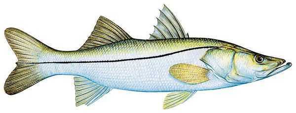 Species of the Month: Common Snook - Coastal Angler & The Angler