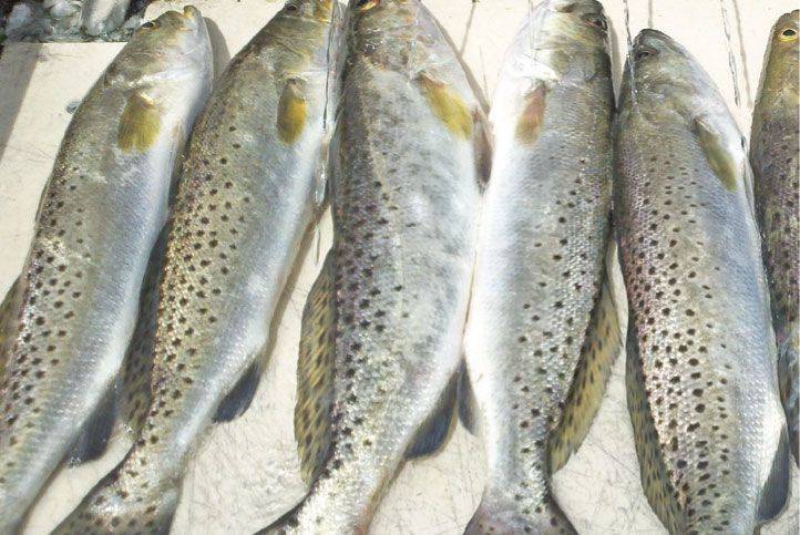 speckled-trout