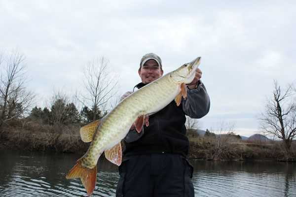 Southern Musky Outfitters' guide Andrew Fenstermaker with a nice fish.