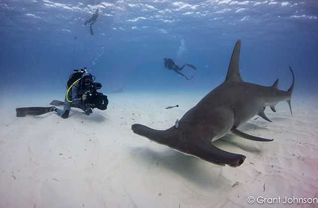 Jillian Morris-Brake filming a hammerhead shark in Bimini. PHOTO CREDIT: Grant Johnson.