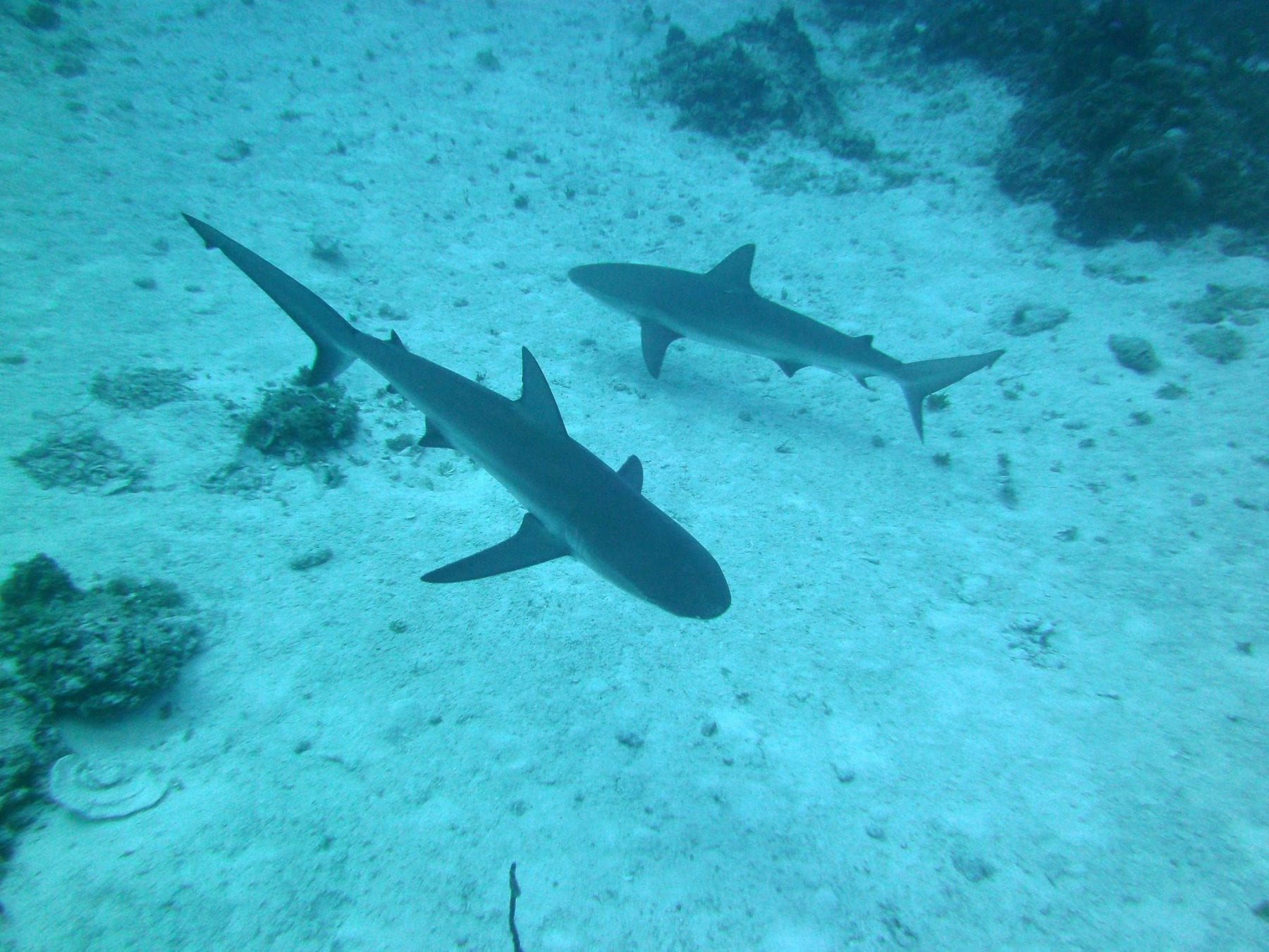 South Eleuthera Scuba Diving Conditions and Forecast Nov. 2013