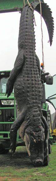 gator-long