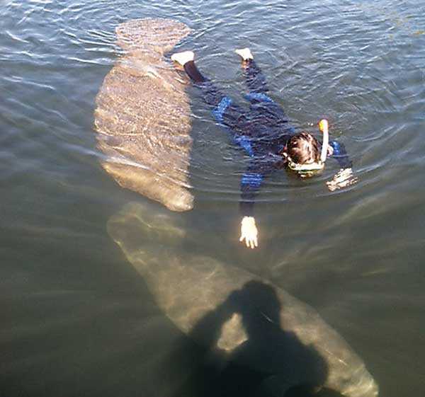 swim-with-manatees