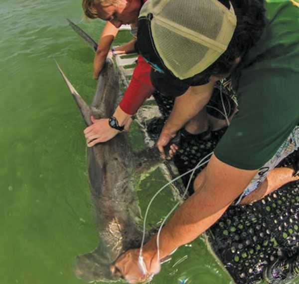 The writer brings in a great hammerhead for tagging and release in the Everglades. Hammerheads are very sensitive to capture stress and should be released immediately.
