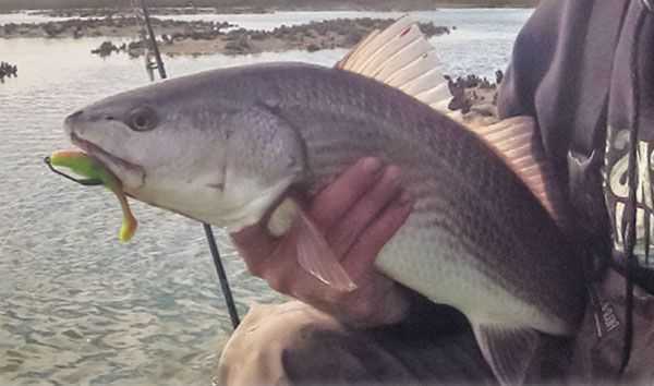 bigredfish