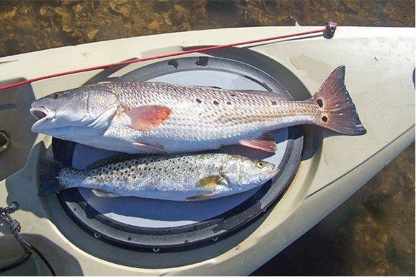 Redfish and trout are going to be hanging close to the oyster bars this month.