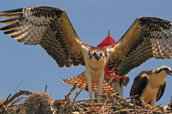 Nesting Ospreys
