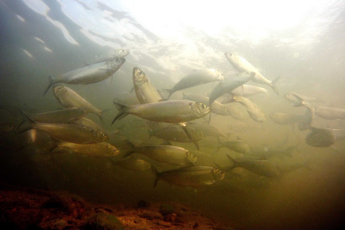 The Mystic River Herring Monitoring Program Continues to Protect River