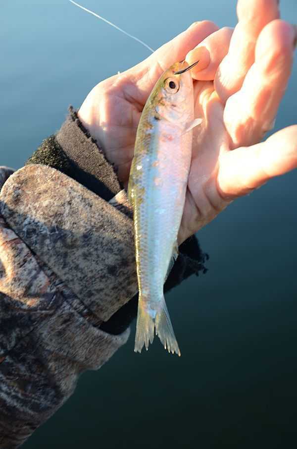Bass Fishing the Spring Herring Spawn - Coastal Angler & The