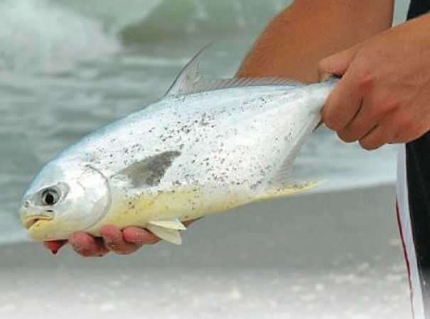Hook a Flea for Florida Pompano - Coastal Angler & The Angler Magazine