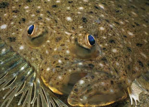 Spring Flounder Fishing on the Texas Coast Coastal ...