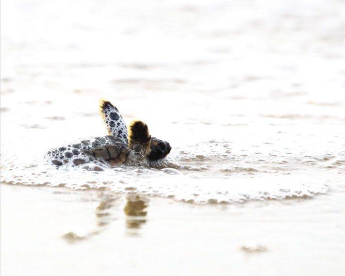 Four years into the BP oil disaster, its impacts on Gulf wildlife continue to emerge. (Photo by Jacqueline Orsulak)