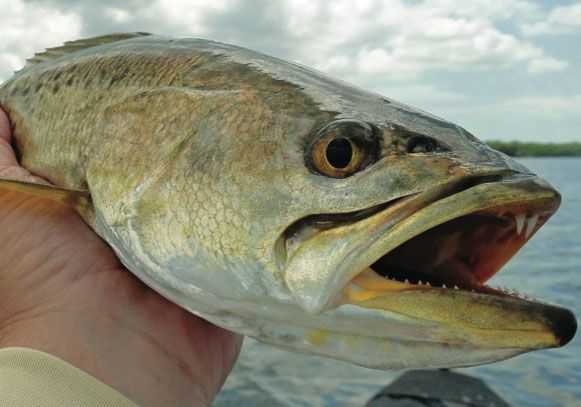 texas-trout-fishing