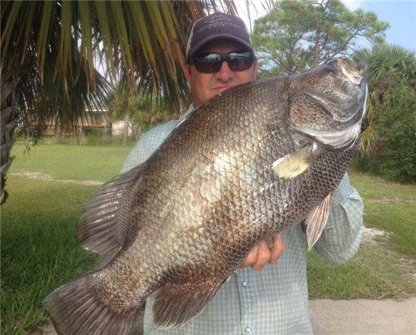 Sight Fishing for Cunning Tripletails - Coastal Angler & The Angler Magazine