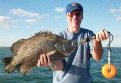 tripletail fishing tips