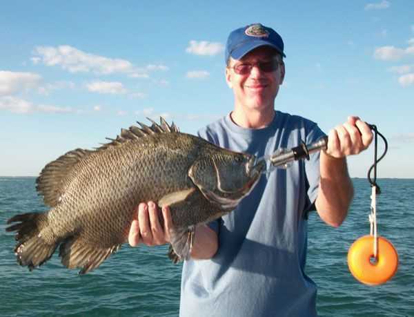Take On the Tricky Tripletail