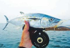 saltwater fly fishing