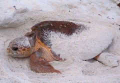 sea turtle conservation