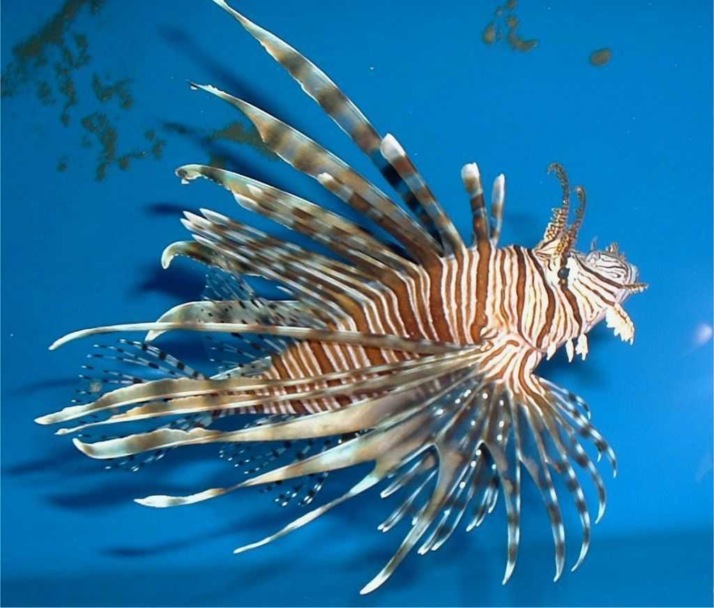 Photo of a lionfish, courtesy of Dr. James Morris, NOAA
