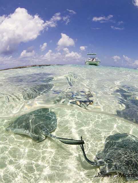 Over under at Honeymoon Harbour with stingrays and a boat. PHOTO CREDIT: Jillian Morris Brake.