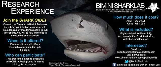 Bimini Sharklab Experience