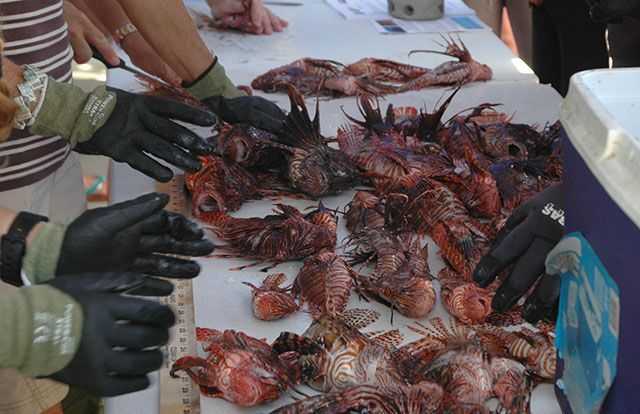 Many hands on deck for a lionfish cleaning party. PHOTO CREDIT: Gary Guertin. 
