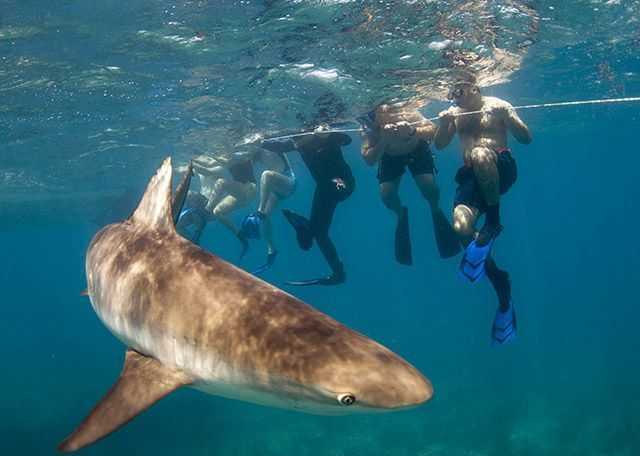 Caribbean reef shark snorkel. PHOTO CREDIT: Duncan Brake.