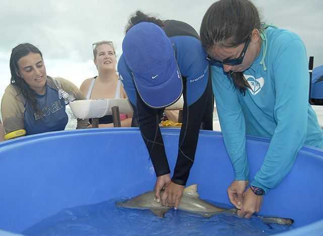 Sharklab manager Rachel Cashman tagging a juvenile lemon shark. PHOTO CREDIT: Jillian Morris Brake.