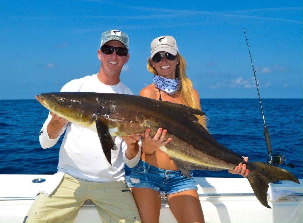 Image result for cobia picture